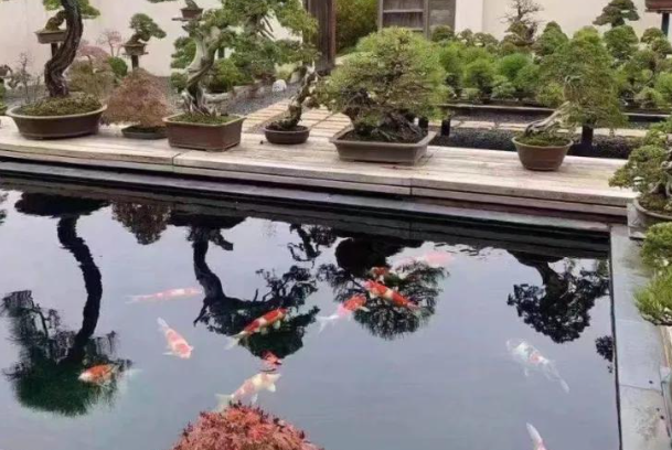 锦鲤鱼池一般多深?家用庭院鱼池标准深度详解