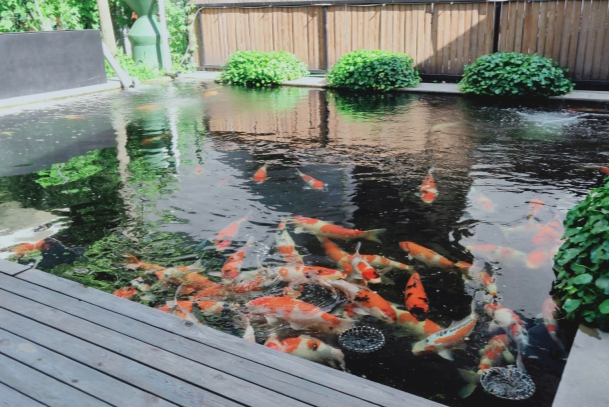 锦鲤好养还是鹦鹉鱼好养?新手养鱼深度对比测评