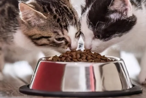 猫粮品牌有哪些？2026主流靠谱猫粮品牌大全及选购攻略