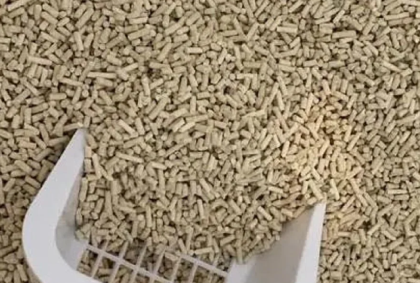 如何教小奶猫用猫砂?新手零失败训练方法大全