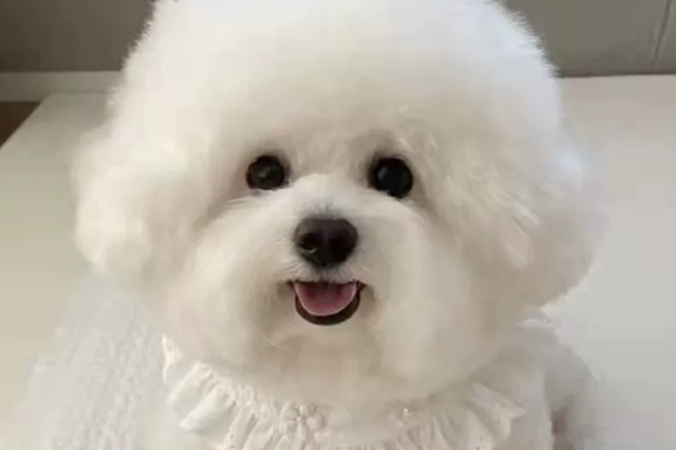 如何给比熊修毛?新手在家修剪完整教程,轻松剪出网红棉花糖造型