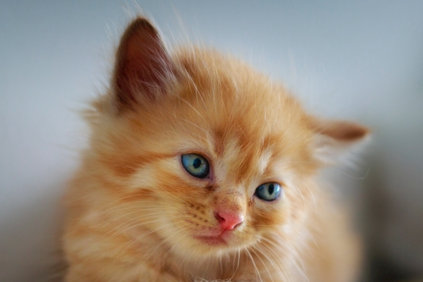 猫拉稀吃什么药?不同症状对症用药+护理方法大全