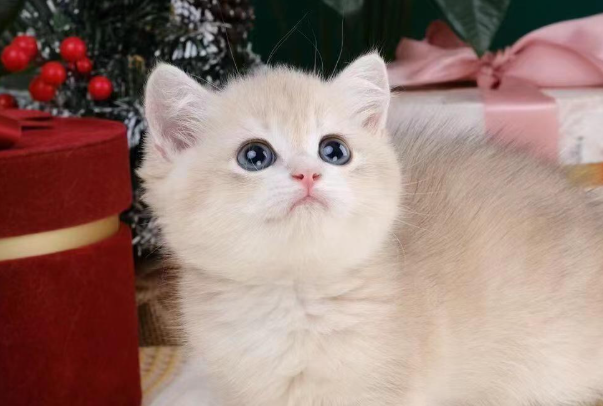 猫可以吃什么零食?安全解馋零食清单+喂食禁忌大全