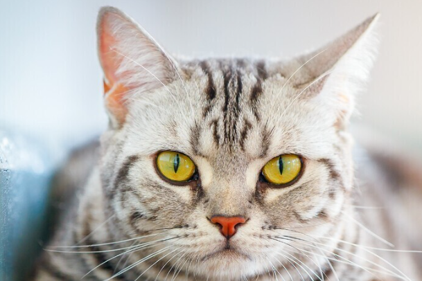 猫可以吃什么零食？安全解馋零食清单+喂食禁忌大全