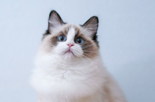 猫可以吃什么零食?安全解馋零食清单+喂食禁忌大全