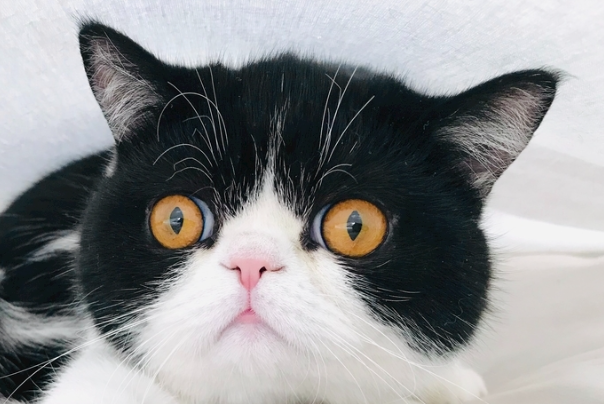 猫拉稀吃什么药?不同症状对症用药+护理方法大全