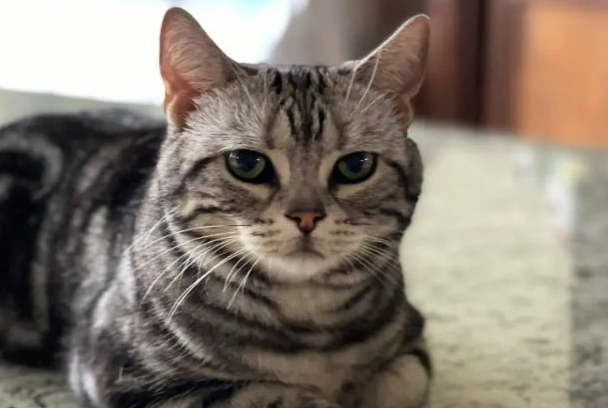 猫拉稀吃什么药?不同症状对症用药+护理方法大全