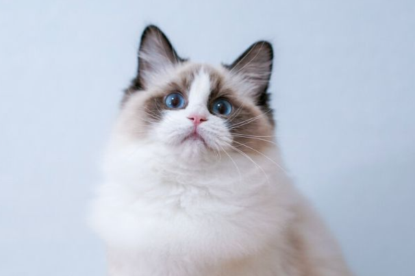 猫呕吐吃什么药?对症用药+护理方法一次讲清
