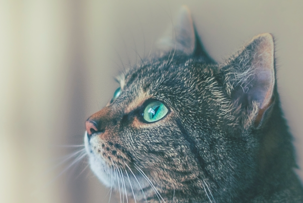 猫呕吐吃什么药?对症用药+护理方法一次讲清