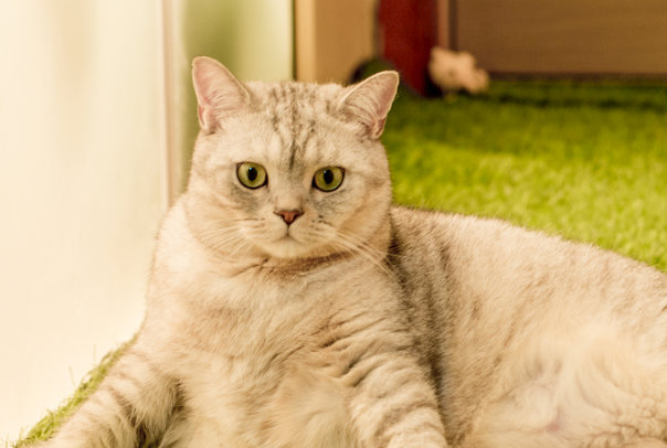 猫呕吐吃什么药?对症用药+护理方法一次讲清