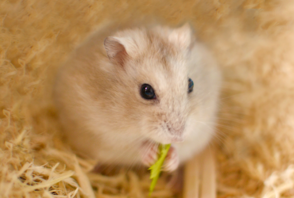 仓鼠可以吃香蕉干吗？喂食禁忌与正确喂食方法全解