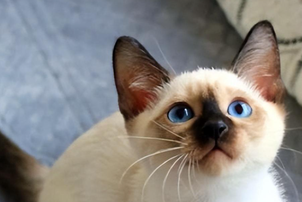 暹罗猫生气的表现有哪些?看懂肢体信号及时安抚