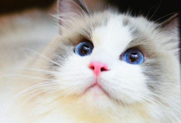 布偶猫能吃水果吗?哪些能吃、哪些绝对不能吃一次性讲清