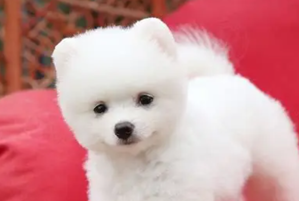 博美犬能吃玉米吗?怎么喂安全不伤身?完整喂养指南