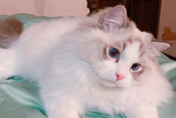 布偶猫能吃水果吗?哪些能吃、哪些绝对不能吃一次性讲清