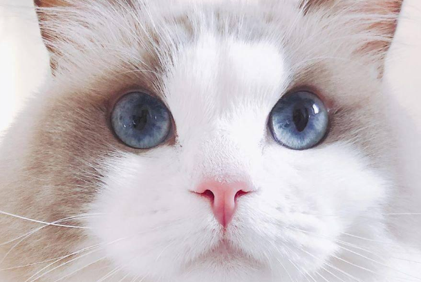 布偶猫能吃水果吗?哪些能吃、哪些绝对不能吃一次性讲清