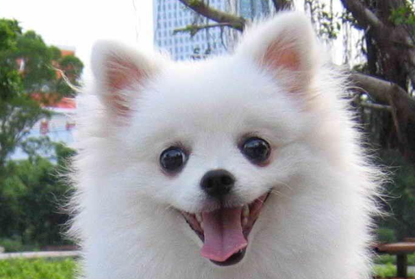 博美犬能吃玉米吗?怎么喂安全不伤身?完整喂养指南
