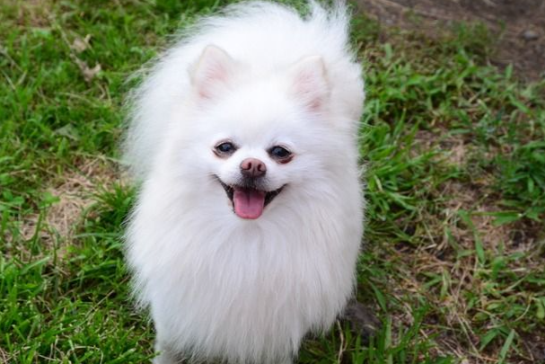 博美犬能吃玉米吗?怎么喂安全不伤身?完整喂养指南