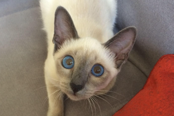 养暹罗猫要注意什么?新手必看饲养禁忌与重点细节
