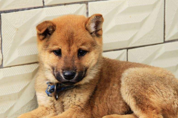 土狗需要驱虫吗？家养土狗驱虫时间及正确方法详解
