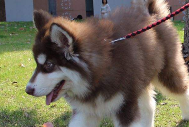 阿拉斯加犬掉毛吗?掉毛原因及改善方法一次性讲清