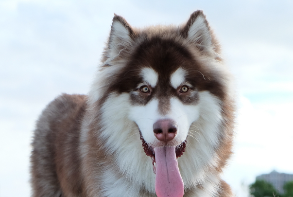 阿拉斯加怎么训练听话?新手零基础训犬方法大全