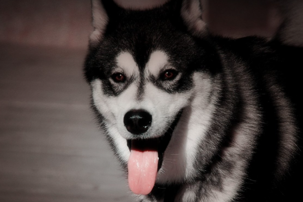 阿拉斯加怎么训练听话?新手零基础训犬方法大全