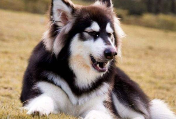 阿拉斯加怎么训练听话?新手零基础训犬方法大全