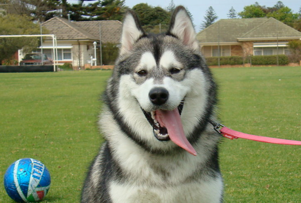 阿拉斯加犬掉毛吗?掉毛原因及改善方法一次性讲清