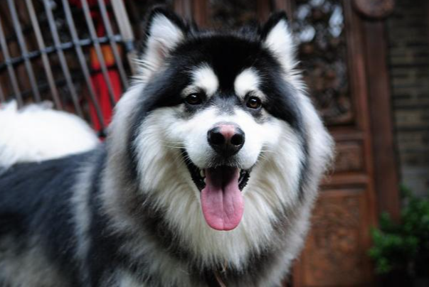 阿拉斯加犬掉毛吗?掉毛原因及改善方法一次性讲清