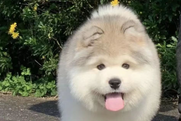 阿拉斯加怎么训练听话?新手零基础训犬方法大全