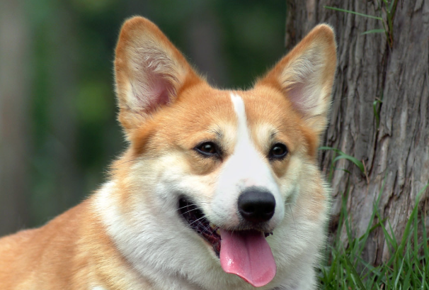 柯基和柴犬哪个好养?新手养狗对比测评,看完不踩坑
