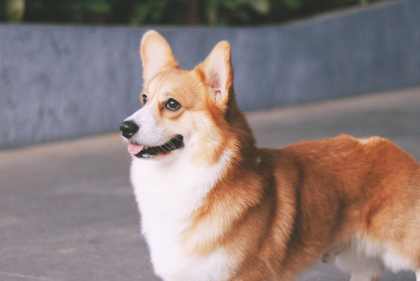 柯基和柴犬哪个好养?新手养狗对比测评,看完不踩坑