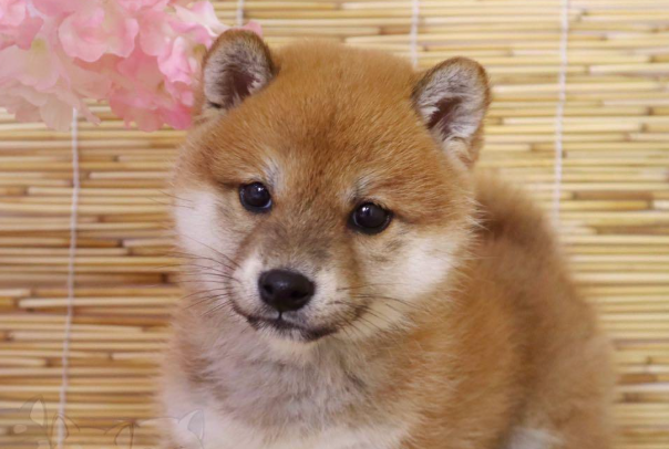 柯基和柴犬哪个贵?2026最新市场价格差异详解