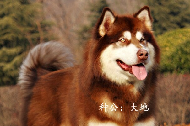 阿拉斯加认主人的表现有哪些？看懂狗子的忠诚信号
