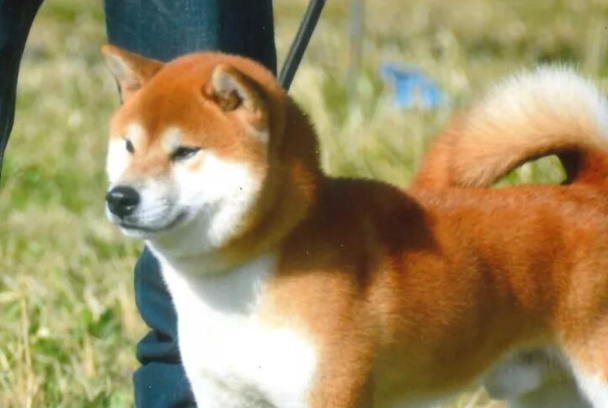 柯基和柴犬哪个贵？2026最新市场价格差异详解