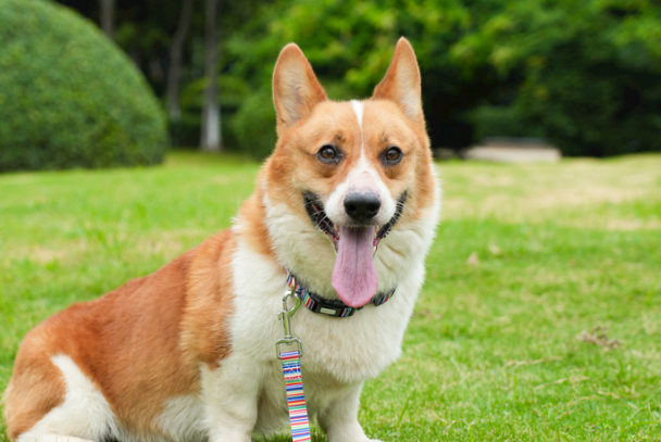 柯基和柴犬哪个贵?2026最新市场价格差异详解