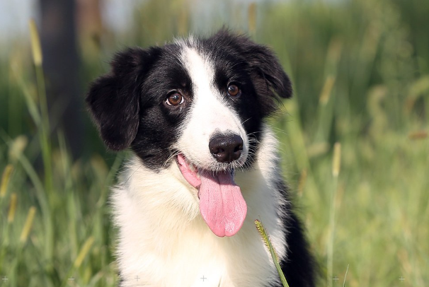 边境牧羊犬的缺点有哪些?新手养狗一定要提前了解