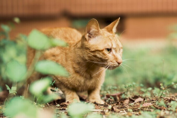 橘猫好养吗?优缺点真实分析,新手看完不踩坑