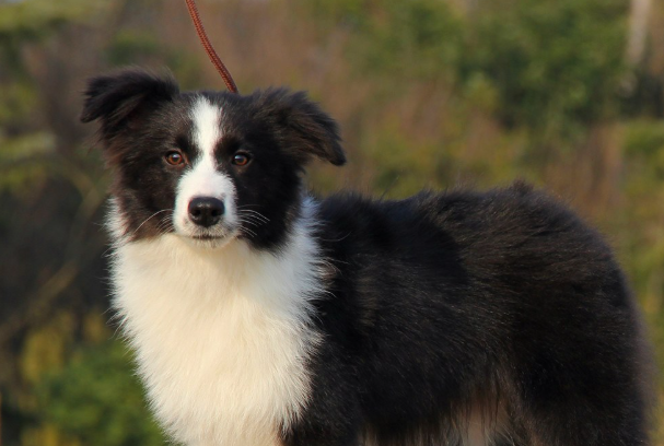 边境牧羊犬的缺点有哪些?新手养狗一定要提前了解