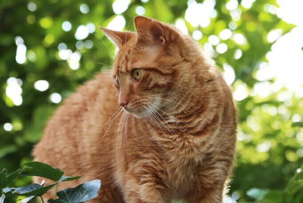 橘猫好养吗?优缺点真实分析,新手看完不踩坑