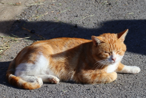 橘猫好养吗?优缺点真实分析,新手看完不踩坑