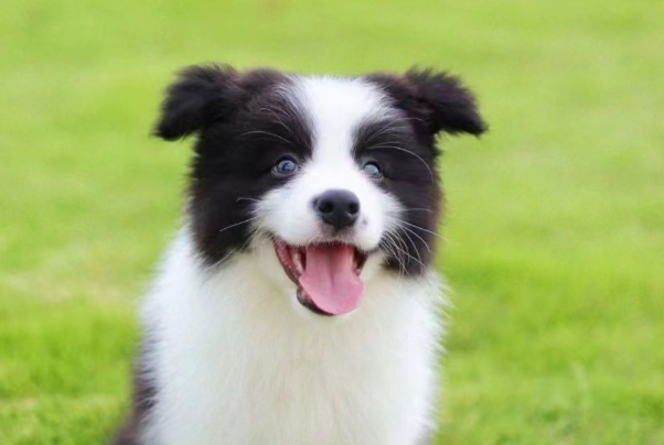 边境牧羊犬的缺点有哪些?新手养狗一定要提前了解