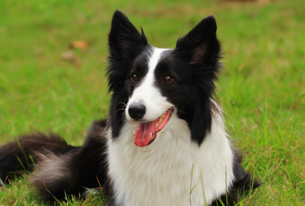 边境牧羊犬的缺点有哪些?新手养狗一定要提前了解