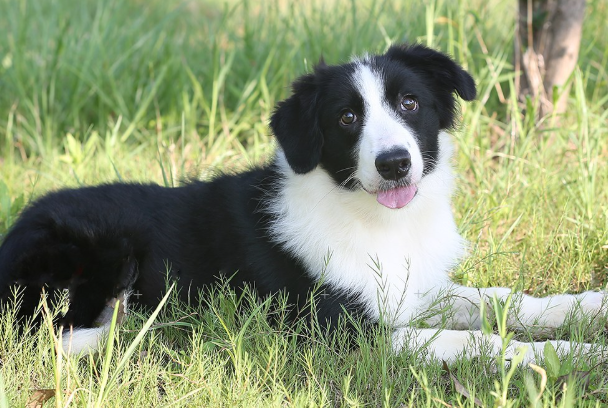 边境牧羊犬训练方法|零基础高效训犬全套技巧