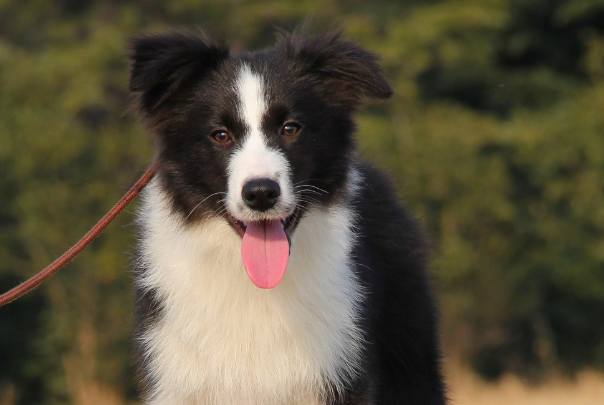 边境牧羊犬训练方法|零基础高效训犬全套技巧