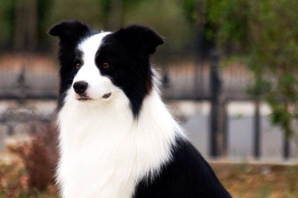 边境牧羊犬训练方法|零基础高效训犬全套技巧
