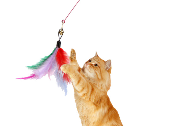 猫玩具哪些比较好?分场景高性价比猫咪玩具推荐