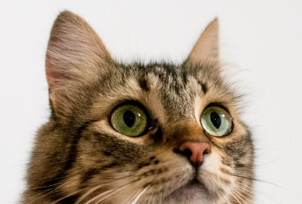 猫关笼子里养好吗?长期笼养利弊与正确饲养方式详解