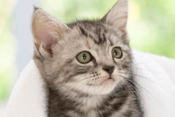 猫关笼子里养好吗?长期笼养利弊与正确饲养方式详解